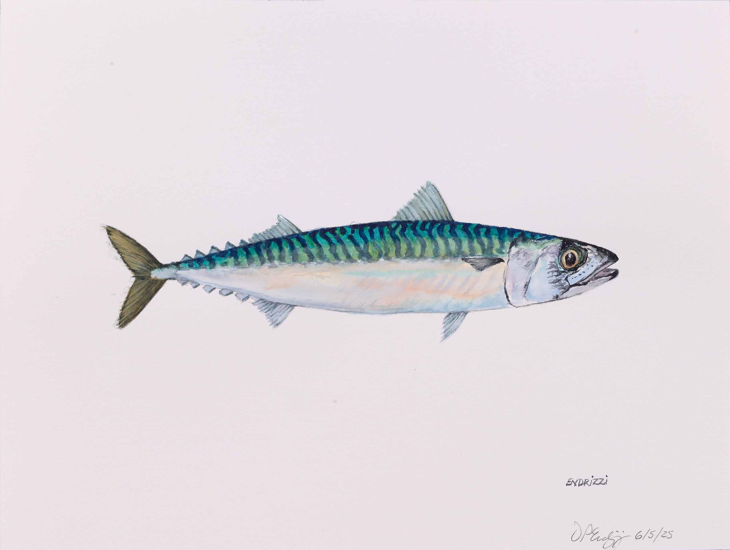 Atlantic Mackerel, 2025, watercolor on paper, 11 x 14 inches
