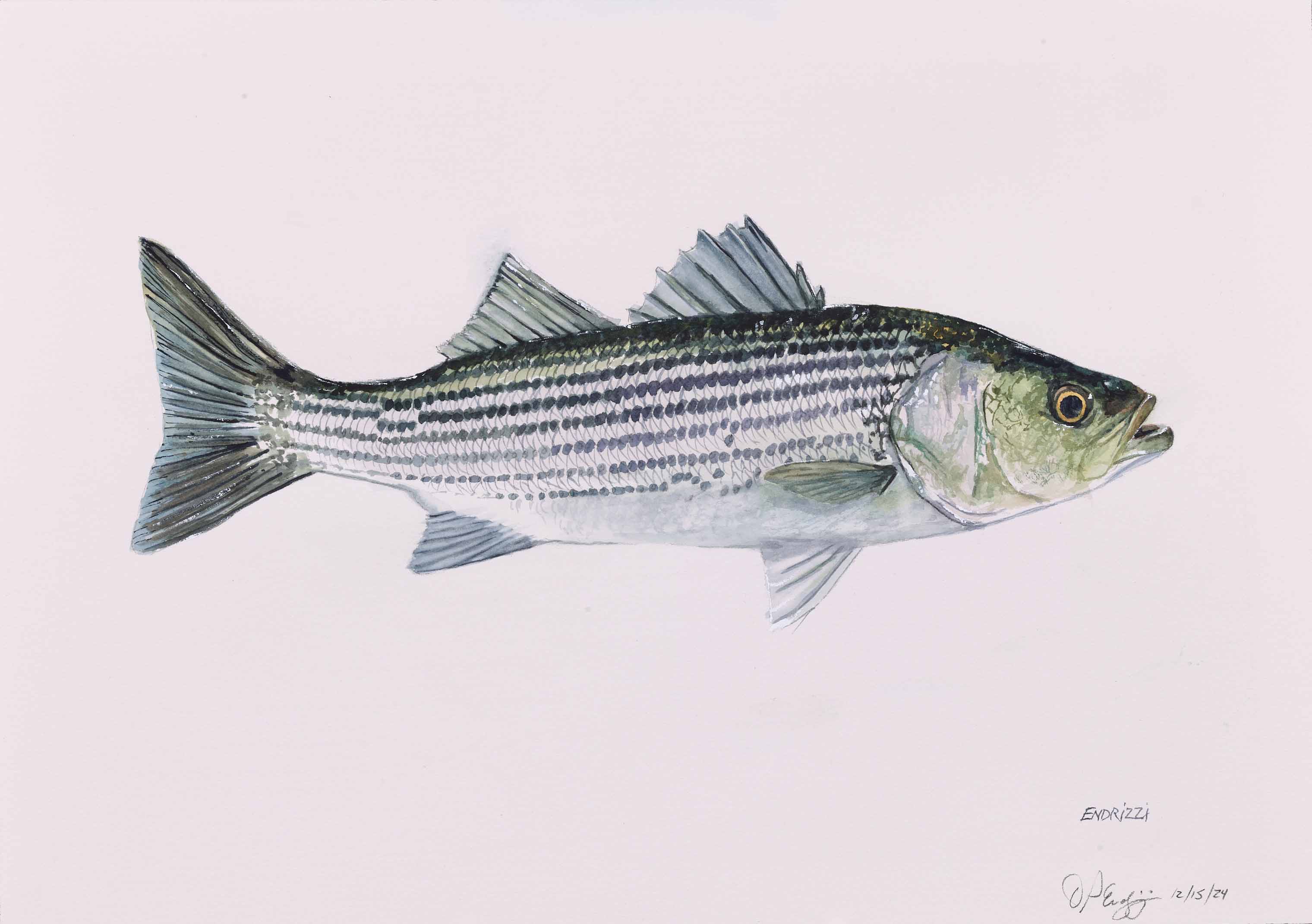 Striped Bass, 2024, watercolor on paper, 12 x 18 inches