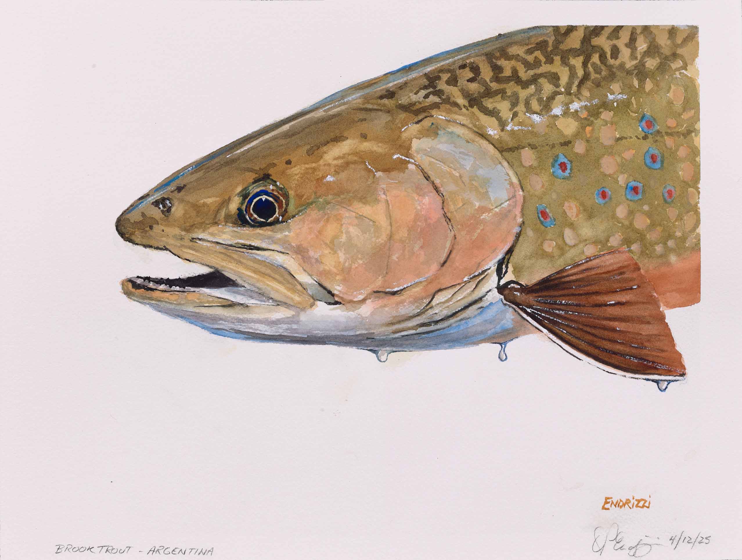 DON ENDRIZZI, Brook Trout - Argentina, 2025, watercolor on paper, 12 x 16 inches