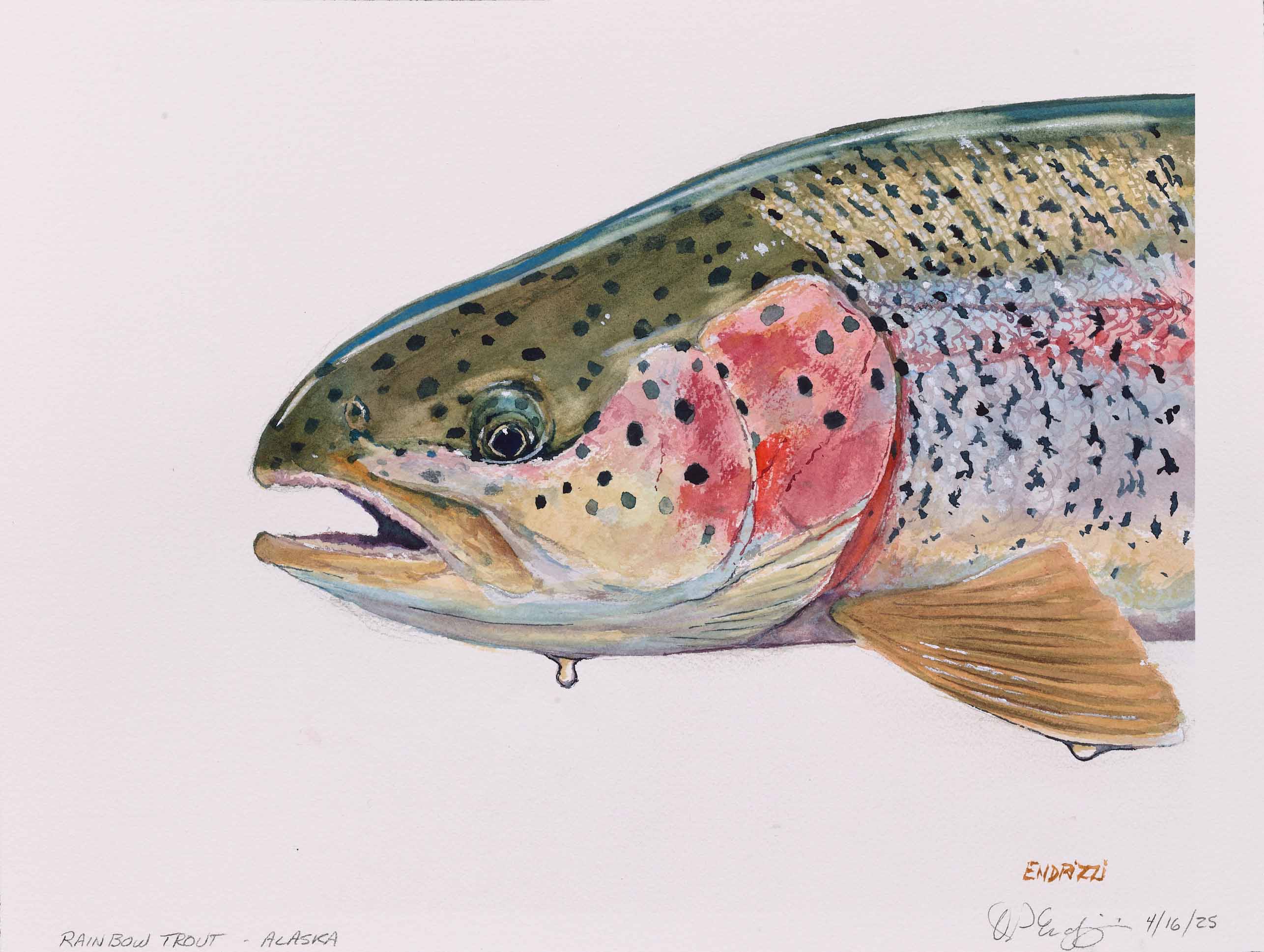 Rainbow Trout - Alaska, 2025, watercolor on paper, 11 x 14 inches